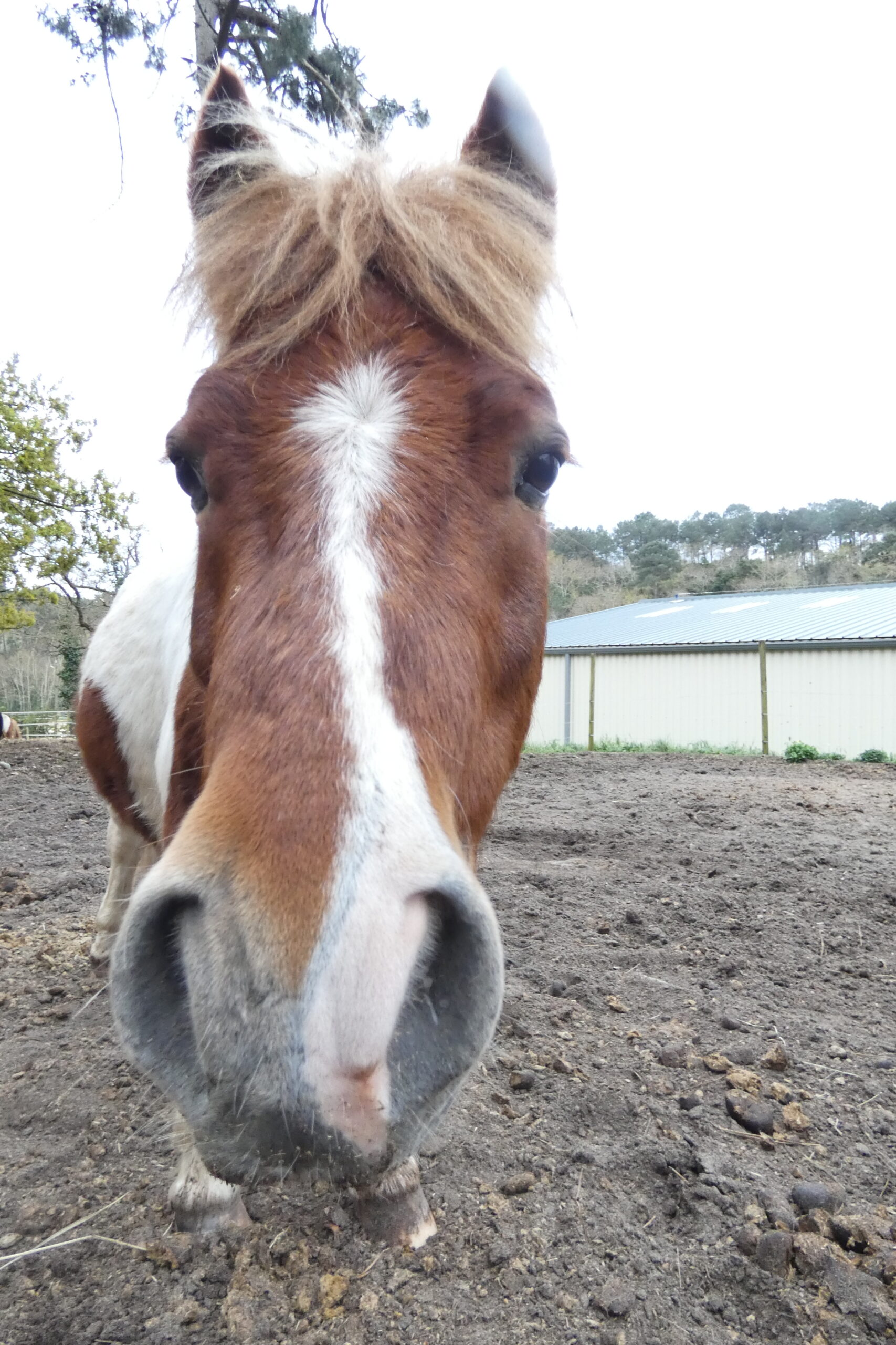 Equitation et Médiation sur le Basin d'Arcachon, Enfant et Cheval
